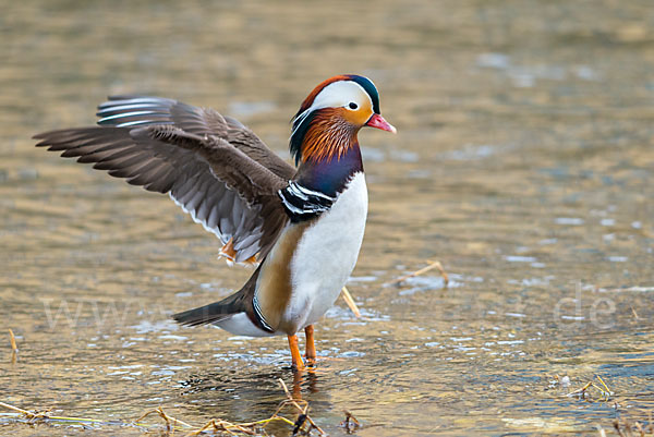 Mandarinente (Aix galericulata)