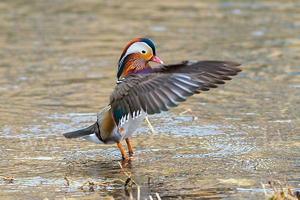 Mandarinente (Aix galericulata)