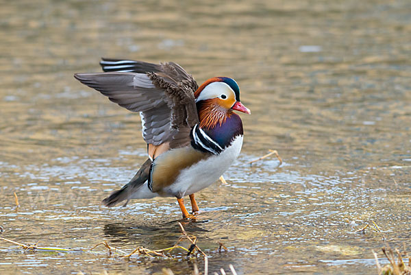 Mandarinente (Aix galericulata)