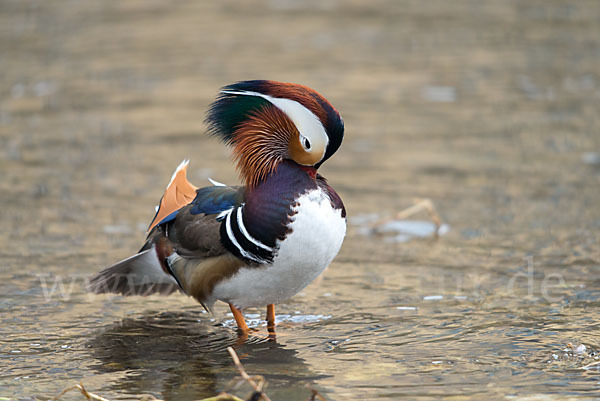 Mandarinente (Aix galericulata)