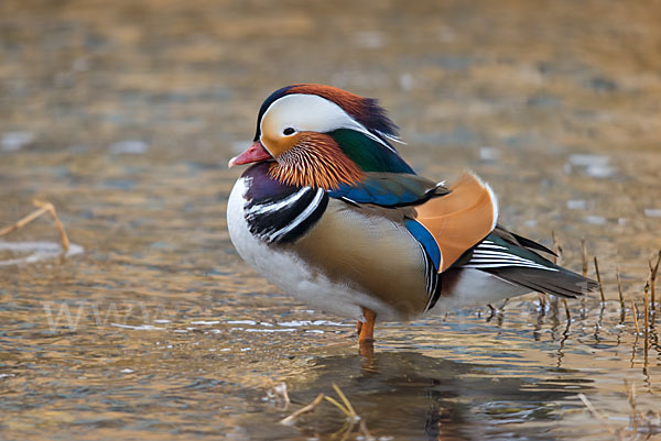 Mandarinente (Aix galericulata)