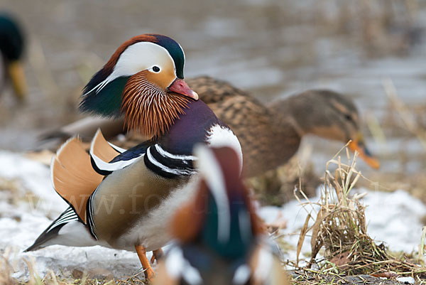 Mandarinente (Aix galericulata)