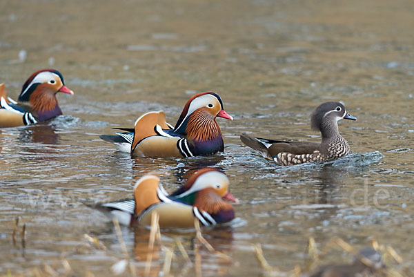 Mandarinente (Aix galericulata)