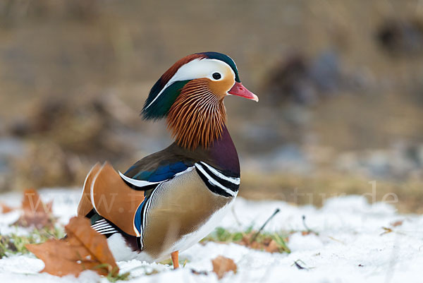 Mandarinente (Aix galericulata)