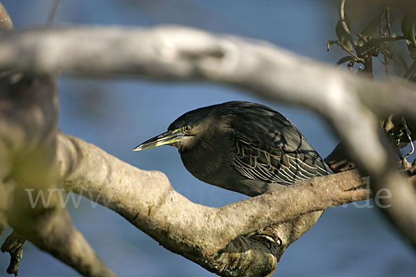 Mangrovenreiher (Butorides striatus)