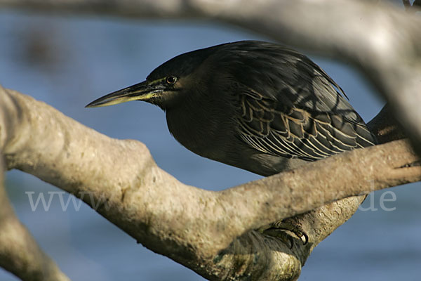 Mangrovenreiher (Butorides striatus)