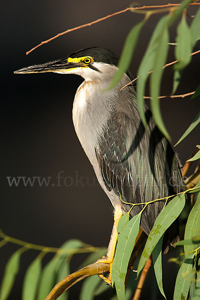 Mangrovenreiher (Butorides striatus)