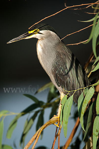 Mangrovenreiher (Butorides striatus)