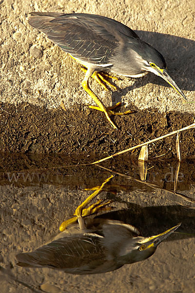 Mangrovenreiher (Butorides striatus)