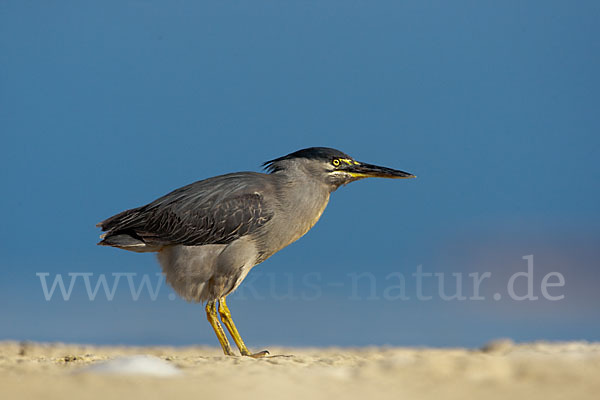 Mangrovenreiher (Butorides striatus)