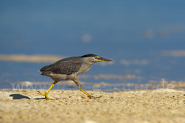 Mangrovenreiher (Butorides striatus)