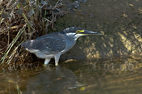 Mangrovenreiher (Butorides striatus)