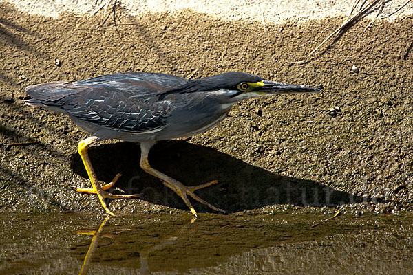 Mangrovenreiher (Butorides striatus)