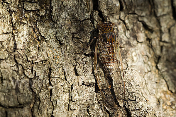 Mannasingzikade (Cicada orni)