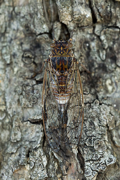 Mannasingzikade (Cicada orni)