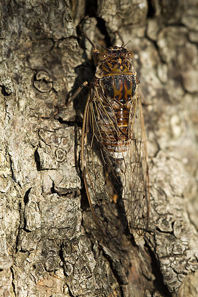 Mannasingzikade (Cicada orni)