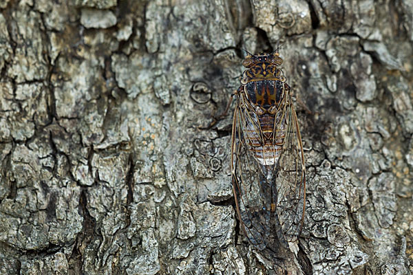 Mannasingzikade (Cicada orni)