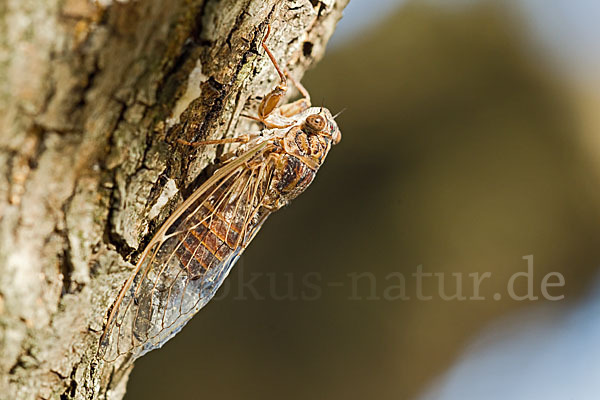 Mannasingzikade (Cicada orni)