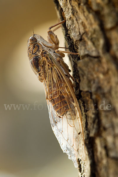 Mannasingzikade (Cicada orni)