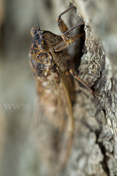 Mannasingzikade (Cicada orni)