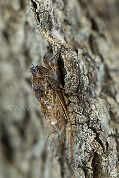 Mannasingzikade (Cicada orni)