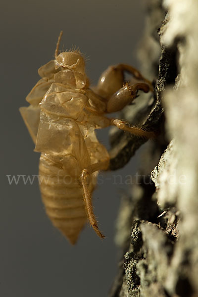 Mannasingzikade (Cicada orni)