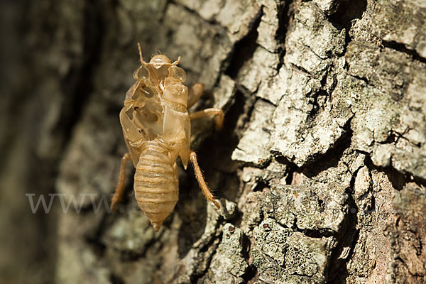 Mannasingzikade (Cicada orni)