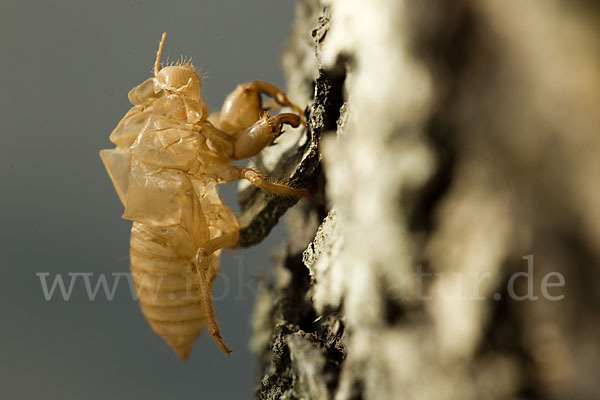 Mannasingzikade (Cicada orni)