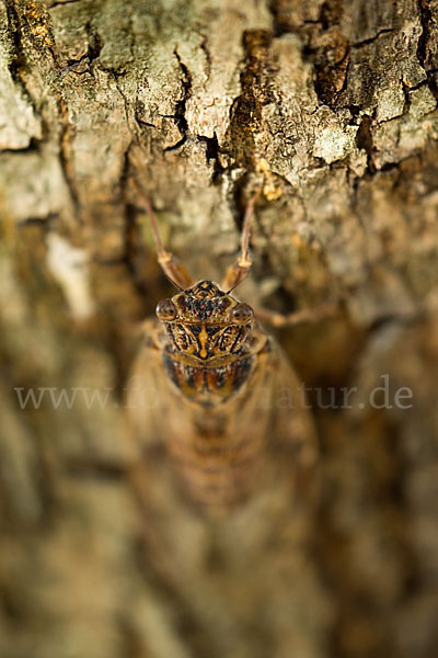 Mannasingzikade (Cicada orni)