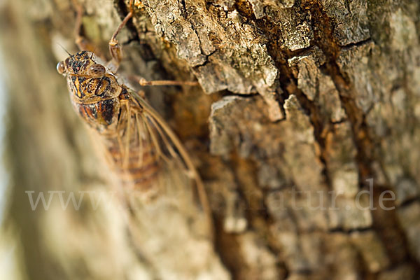 Mannasingzikade (Cicada orni)