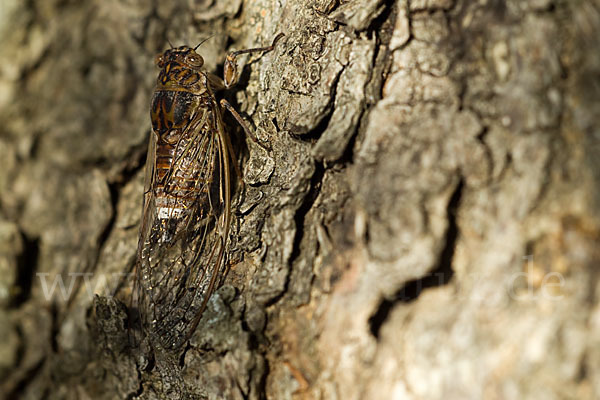 Mannasingzikade (Cicada orni)