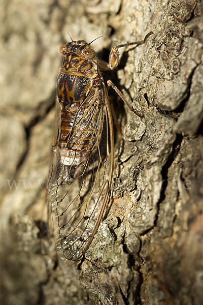 Mannasingzikade (Cicada orni)