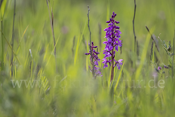 Manns-Knabenkraut (Orchis mascula)