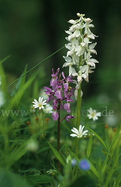 Manns-Knabenkraut (Orchis mascula)