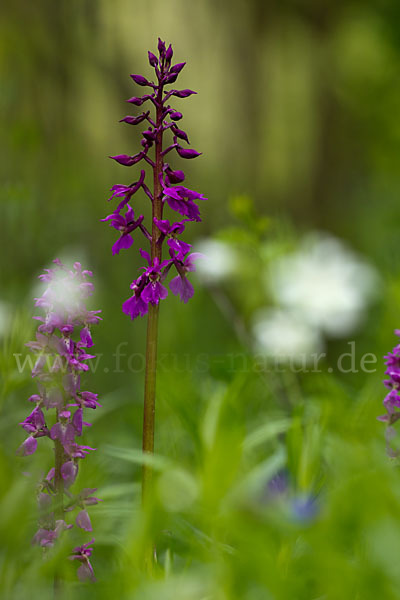 Manns-Knabenkraut (Orchis mascula)