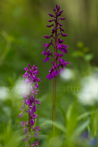 Manns-Knabenkraut (Orchis mascula)