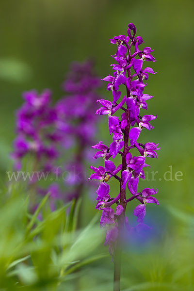 Manns-Knabenkraut (Orchis mascula)