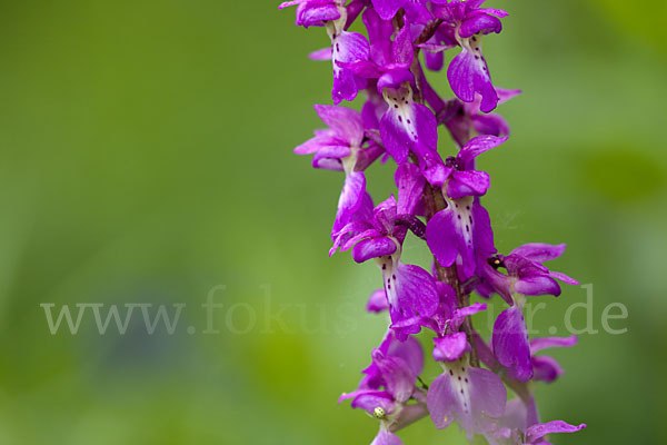 Manns-Knabenkraut (Orchis mascula)