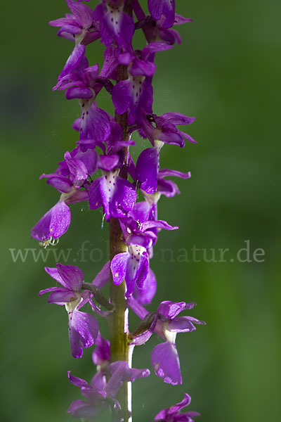 Manns-Knabenkraut (Orchis mascula)