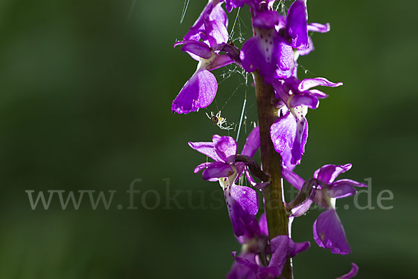 Manns-Knabenkraut (Orchis mascula)