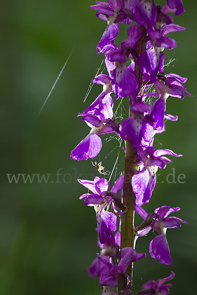 Manns-Knabenkraut (Orchis mascula)