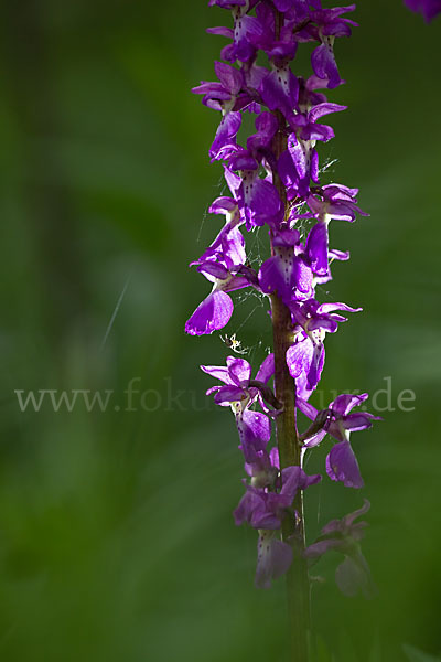 Manns-Knabenkraut (Orchis mascula)