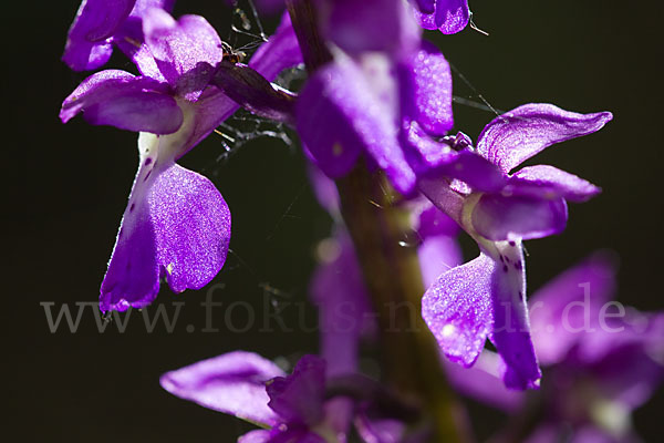 Manns-Knabenkraut (Orchis mascula)