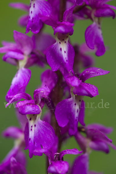 Manns-Knabenkraut (Orchis mascula)