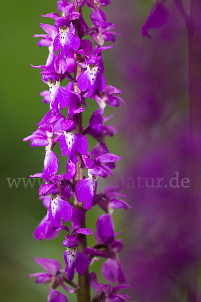 Manns-Knabenkraut (Orchis mascula)