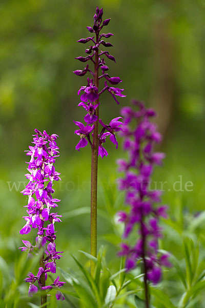 Manns-Knabenkraut (Orchis mascula)