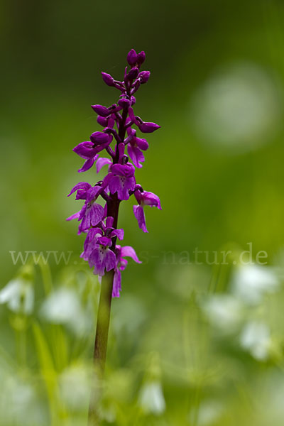 Manns-Knabenkraut (Orchis mascula)