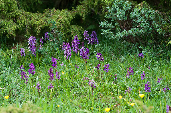 Manns-Knabenkraut (Orchis mascula)