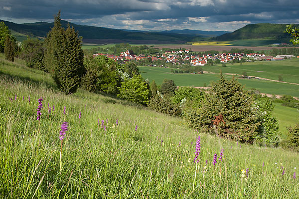 Manns-Knabenkraut (Orchis mascula)