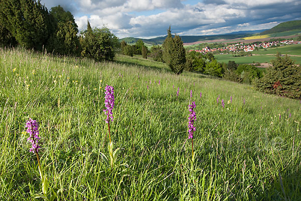 Manns-Knabenkraut (Orchis mascula)